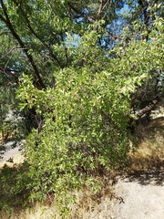 Celtis reticulata