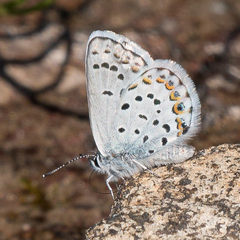Plebejus idas