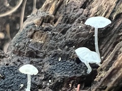 Tetrapyrgos nigripes