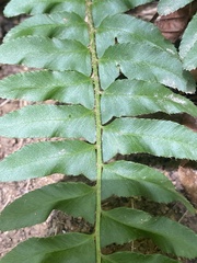 Polystichum acrostichoides