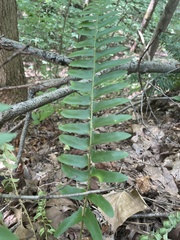 Polystichum acrostichoides