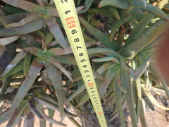 Aloidendron ramosissimum