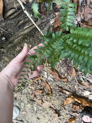 Polystichum acrostichoides