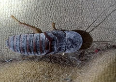 Blaberidae