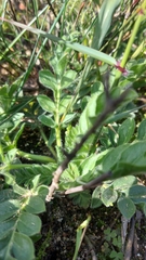 Pelargonium auritum auritum