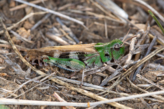 Encoptolophus costalis