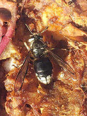 Dolichovespula maculata