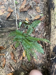 Polystichum acrostichoides