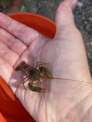Faxonius virilis