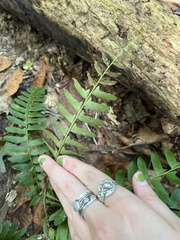 Polystichum acrostichoides