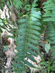 Polystichum acrostichoides