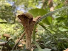 Desarmillaria caespitosa