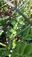 Pelargonium auritum auritum