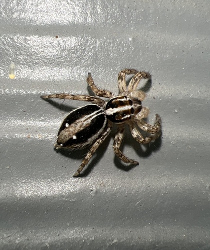 Photo of Pantropical Jumping Spider (Plexippus paykulli)