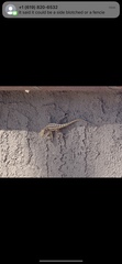 Uta stansburiana elegans
