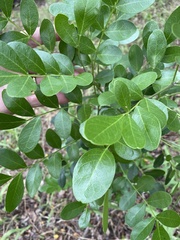 Dermatophyllum secundiflorum