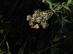 Euplagia quadripunctaria