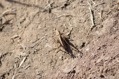 Platycleis albopunctata