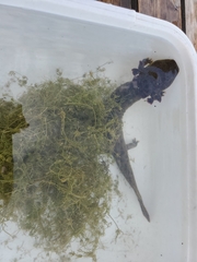 Necturus maculosus