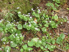 Claytonia sibirica