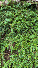 Gaultheria hispidula