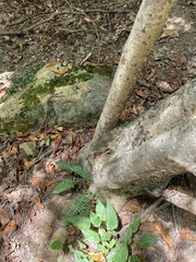Polystichum acrostichoides