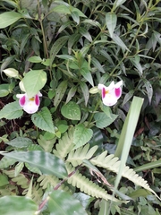Torenia