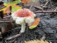 Russula