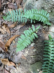 Polystichum acrostichoides
