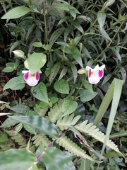 Torenia