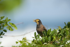 Acridotheres tristis