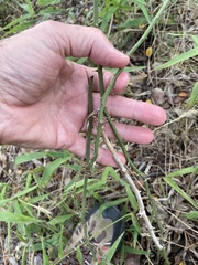 Smilax bona-nox
