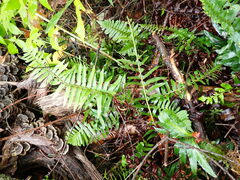 Polystichum acrostichoides