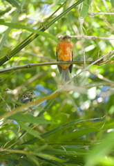 Foudia madagascariensis