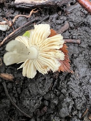 Russula