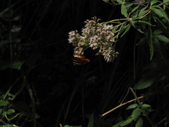 Euplagia quadripunctaria