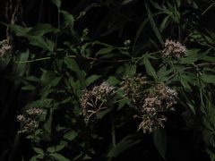 Euplagia quadripunctaria