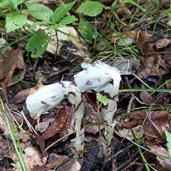 Monotropastrum humile