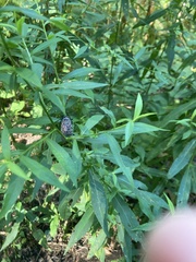 Lycorma delicatula