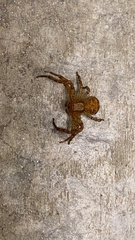 Xysticus