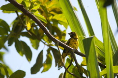 Ploceus cucullatus