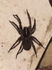 Tigrosa georgicola