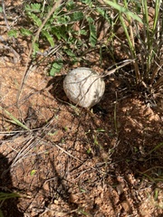 Lycoperdaceae