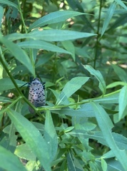 Lycorma delicatula