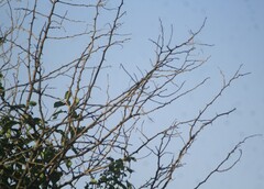 Celtis reticulata