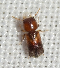 Scobicia chevrieri