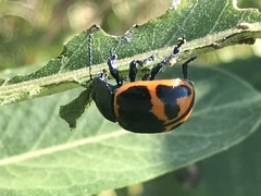 Labidomera clivicollis