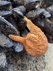 Pisaster ochraceus