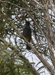 Hypsipetes borbonicus