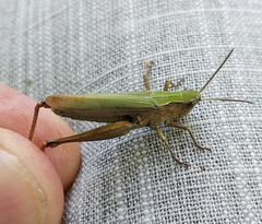 Chorthippus dorsatus